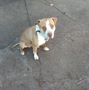 Meet your Posher, Tee